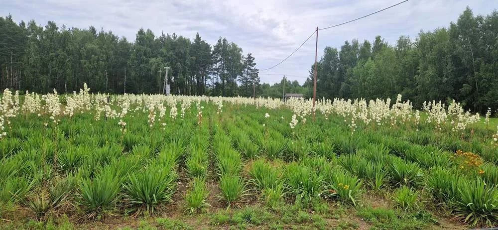 Лавандовое поле «Гомельский прованс»